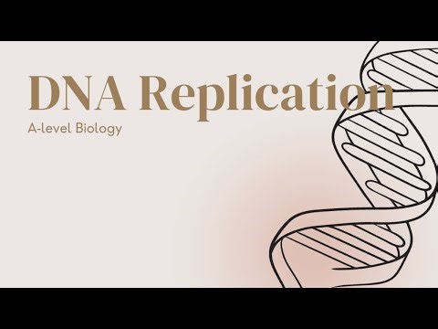 DNA Replication 2.3.2 | A-Level Biology OCR A