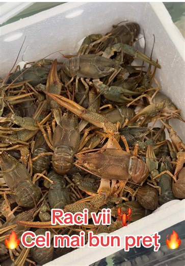Raci vii din Moldova: Cel mai bun preț pentru deliciul tău