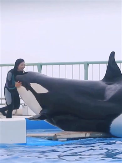 Dolphin Insights: Understanding Marine Mammal Behavior