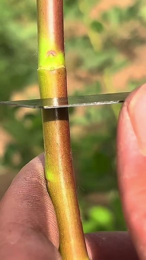 Rose plant T-Budding and bud grafting #grafting #graftingtechniques #fyp #foryou #foryoupage #usa #plantgrafting #graftingplant