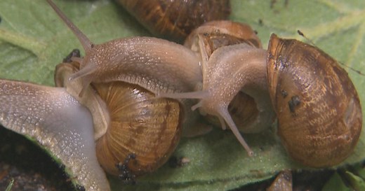 Snails, the original slow food
