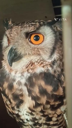 【フクロウ】ミミズクの鳴き声