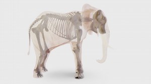 African Elephant, skeleton - 3D model by Mieke Roth (@miekeroth)