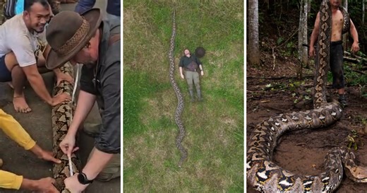 VIDEO Guinness potvrdio: Ovo je najduža zmija na svijetu, duga 7 metara, a teška 96 kg