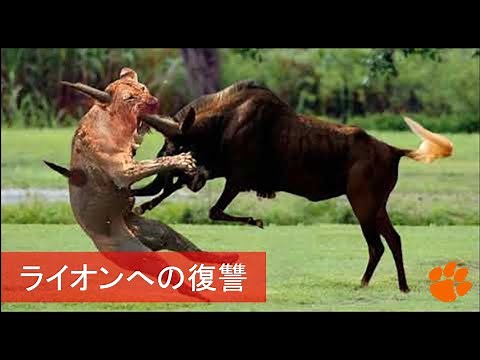 動物がライオンを殺して攻撃するときの最高の瞬間。ライオンがライオンを攻撃します。