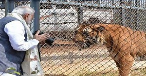 PM To Release Tiger Numbers, Mark 50 Years Of 'Project Tiger' Tomorrow |