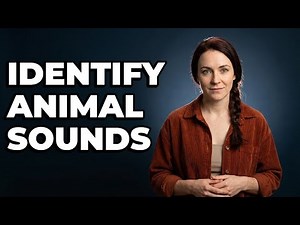 How To Identify Common Exterior Wildlife Sounds?