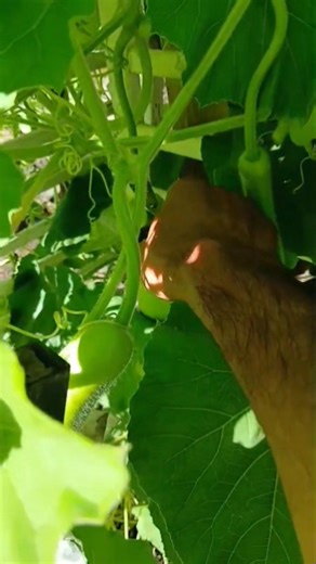 🥕 Organic Vegetables: Growing Food with Nature, Not Against It