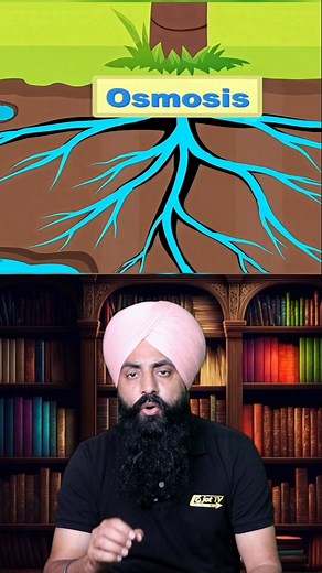 1.5M views · 32K reactions | Nature’s Mystery: Uncovering How Water Fills a Coconut #NatureMysteries #CoconutWater #BotanyFacts | Jot TV | Facebook