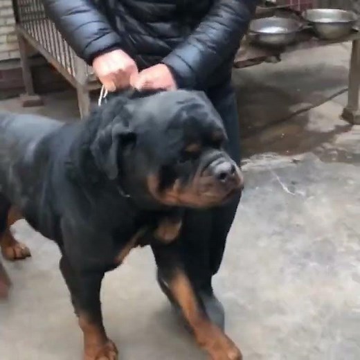 Biggest Rottweiler Dog 😲I Ever Seen #rottweiler #rottweilerpuppy #animalhub #dogs #rottweilerdog