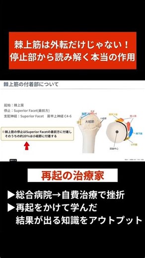 棘上筋は外転だけじゃない！停止部から読み解く本当の作用#治療家#理学療法士#柔道整復師#肩関節