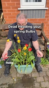 485K views · 3K reactions | Dead Heading you spring bulbs #bulbs #springbulbs #flowerbulbs #garden #gardening #gardens #plantsplantsplants #plants #plantsofinstagram #plantsmakepeoplehappy | Dave The Plantman | Facebook