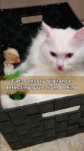 Can Cats Feel You Looking at Them The Cat Staring Effect I #shorts