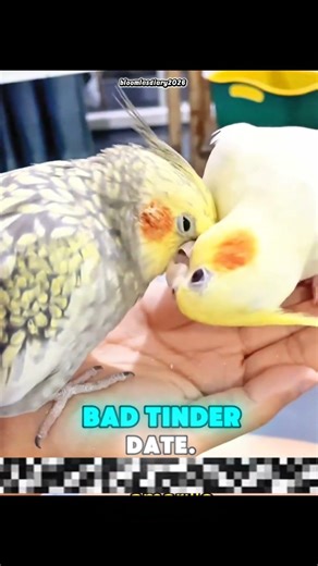 POV: You found the perfect match but then the drama started... 💔🦜 #shorts #foryou #nycpets