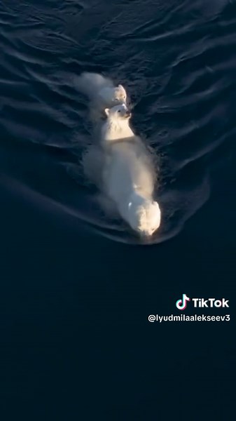 Polar Bears Swimming Together in Dark Blue Water