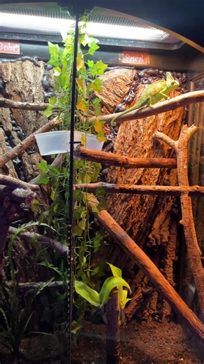 DIY Double Enclosure for Chameleons Explained