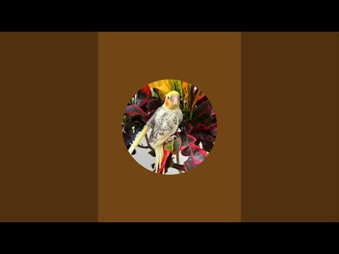 El Jardín de Ángela está en vivo