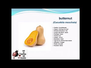 Fiche technique: Butternut (Cucurbita moschata) Plante annuelle