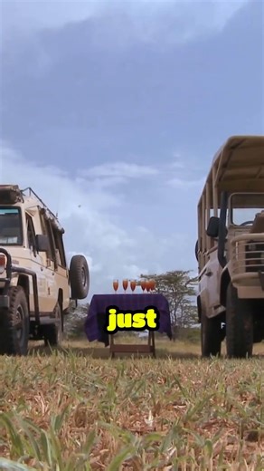 Stop Driving Fast #wildlife #budgettravel #cheaptravel #facts #elephant