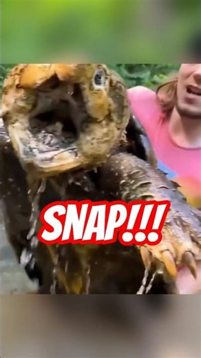 Alligator Snapping Turtle (The Living Trap) 🐢 #zhubproject #facts #animals