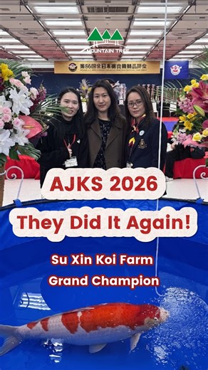 At All Japan Koi Show 2026, Dr.Yuan (Su Xin Koi Farm) once again stood on the very top of the stage. With this year’s Grand Champion, Su Xin has now achieved something truly rare winning Grand Champion titles across all three classic Gosanke varieties: Kohaku, Sanke, and Showa. This is more than a trophy. It’s the result of 20 years of breeding, patience, and belief in quality. Congratulations to Dr. Yuan Jiandong and the entire Su Xin team. 👏 In this interview, Su Xin’s representative Judy sha