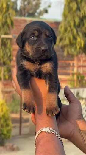 Rottweiler male puppy #rottweiler #puppy