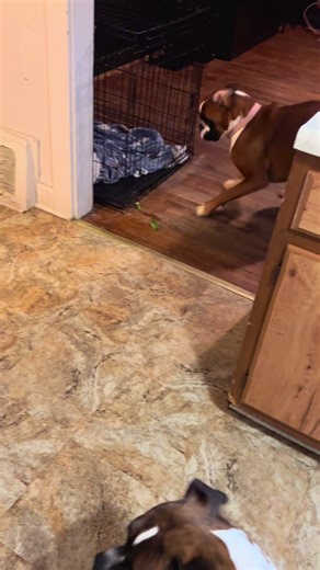 When you give a dog a lime.. #boxer #dogs #boxerdogsoftiktok #dogsofttiktok #fypシ