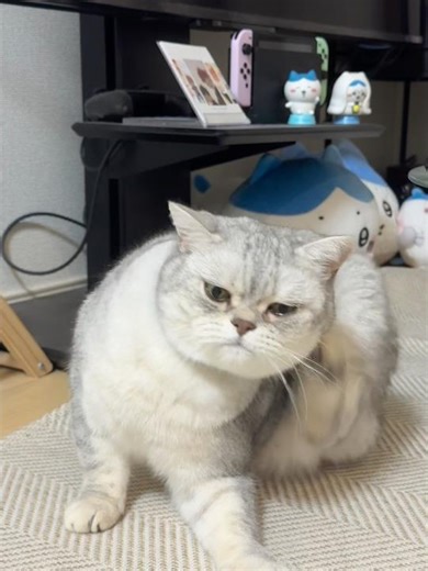 ノミダニのお薬いろいろ試したけど、結局こうなる🫩泣 #cat #british #cute #ねこ #かわいい #癒し #猫 #猫のいる暮らし #ブリティッシュショートヘア #シルバータビー