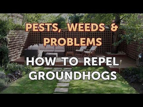 How to Repel Groundhogs