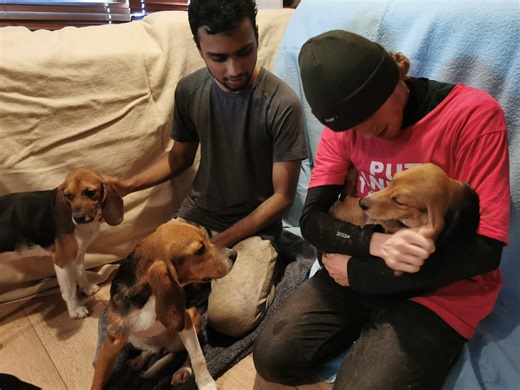 Cambridgeshire trial to spotlight MBR Acres beagle rescue - News for Peterborough and Cambridgeshire