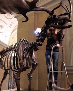 1.2K views · 56 reactions | Scanning to preserve — Artec Leo works its magic on an Ice Age giant deer at the Natural History Museum Vienna. Leo's ease of use allows for a swift, accurate digital preservation. What secrets do you think a scan like this could reveal? 3D model: https://ow.ly/QNZr50Q6ish | Artec 3D | Facebook