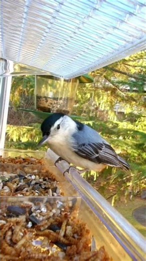 Lover The Sound The White Breasted Nuthatch Makes