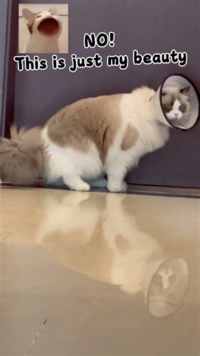 Just love eatin’—how could that make me fat? Total cat lie! #cat #cute #funny #cutecat #kitten