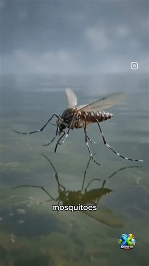 The life cycle of the deadliest animal on Earth! The mosquito! From egg raft to new bloodsuckers.🎥 xploria_3d