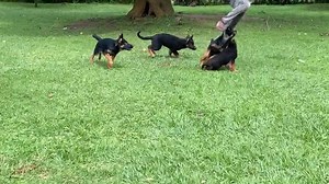 C'est moi ou bien il a essayé de communiquer en language de chien 😅? | 𝐌𝐎𝐍 𝐆𝐀𝐁𝐎𝐍 𝐃'𝐀𝐁𝐎𝐑𝐃