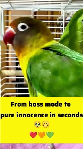 When Pico Suddenly Acts Innocent 🥺🦜 #ASMR #Meme #Wholesome #ViralShorts #CutePets #BirdTok #whispy