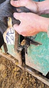 1.9M views · 3.5K reactions | Our Last yearly exam for Earhorn. You can almost see the screw hole to attach her horn. #cow #animallover #goodbye #earhorn #amazing | 1HandnFarming | Facebook