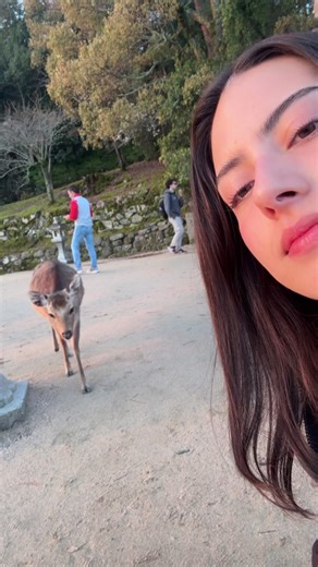 Asalto de venado #japan