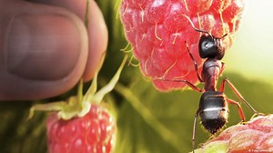 El lenguaje químico garantiza la sobrevivencia