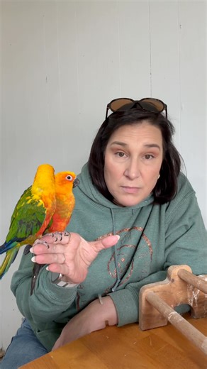 25K views · 1.3K reactions | Miko and Kako are a pair of 12 year old Jenday Conures who are looking for their second home. They are sweet and interested in hanging out with each other and hopefully you! Interested in adoption? Visit our website at www.birdsandbeaks.org | Birds and Beaks Rescue and Rehab | Facebook