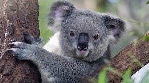 Australia's Melbourne Zoo welcomes first baby koala in eight years