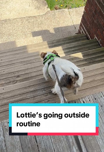 Apartment Life with High Energy Dogs: Tips for Owners