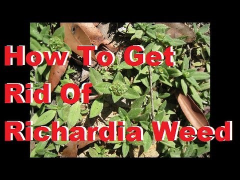 Richardia Weed [Richardia humistrata] [How To Get Rid Of Oxalis] [How To Get Rid Of Wintergrass]
