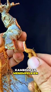 3.3K views · 511 reactions | Root Unity Process Step By Step Forming Bonsai. #bonsaidunia #fbviral #reelsfb #fyp | Mahfud Prabowo | Facebook