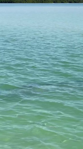 Synchronized swimmers of the sea 🐬💙📍Shell Key | Get Up And Go Kayaking