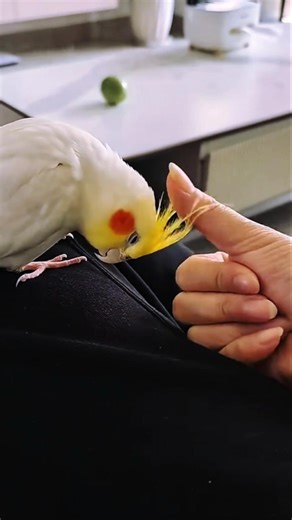 Cuddle time! Jerry the cockatiel wants some scritches 🦜💖✨ #cockatielscraze #DreamTrackAI