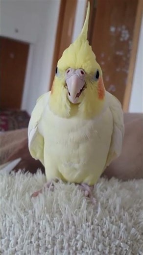 Cockatiel can’t stop yawning