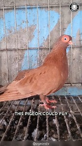 319K views · 6.5K reactions | Short-faced Tumbler  The Alien-Looking Bird! | 1 Minute Animals Prepare to be amazed by the Short-faced Tumbler, a bird unlike any other. This feathered wonder will captivate your attention with its unique appearance and mesmerizing eyes. #pigeons #Tumbler #shortfacedtumbler #wildlife #bizarrecreatures | 1 Minute Animals | Facebook