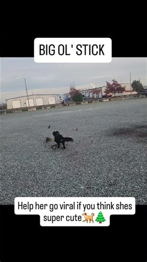 BIG STICK! #dog Song: Sorry to my homies 1