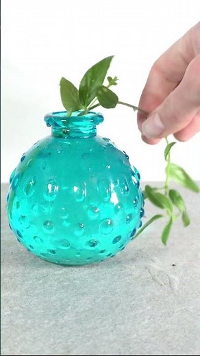 Dancing Dolphin Plant Propagation #propogation #indoorplants #waterpropagation